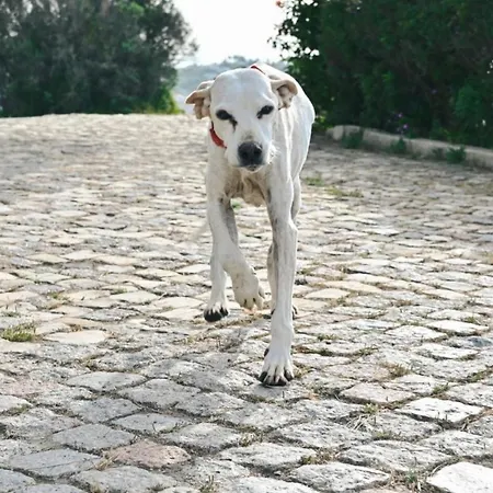 Monte Ponto *
